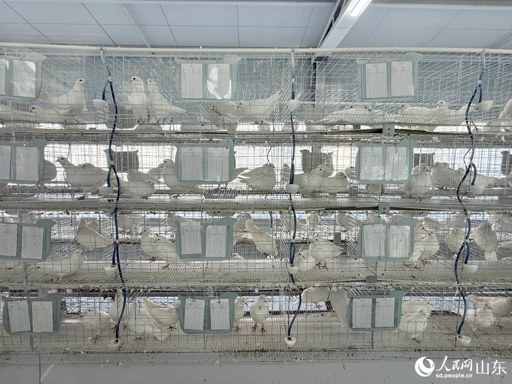 “沂蒙金鴿”鏈動共富示范基地內(nèi)。 人民網(wǎng) 李子悅攝