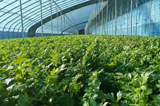 該行支持的萬畝千棚種植基地建設項目