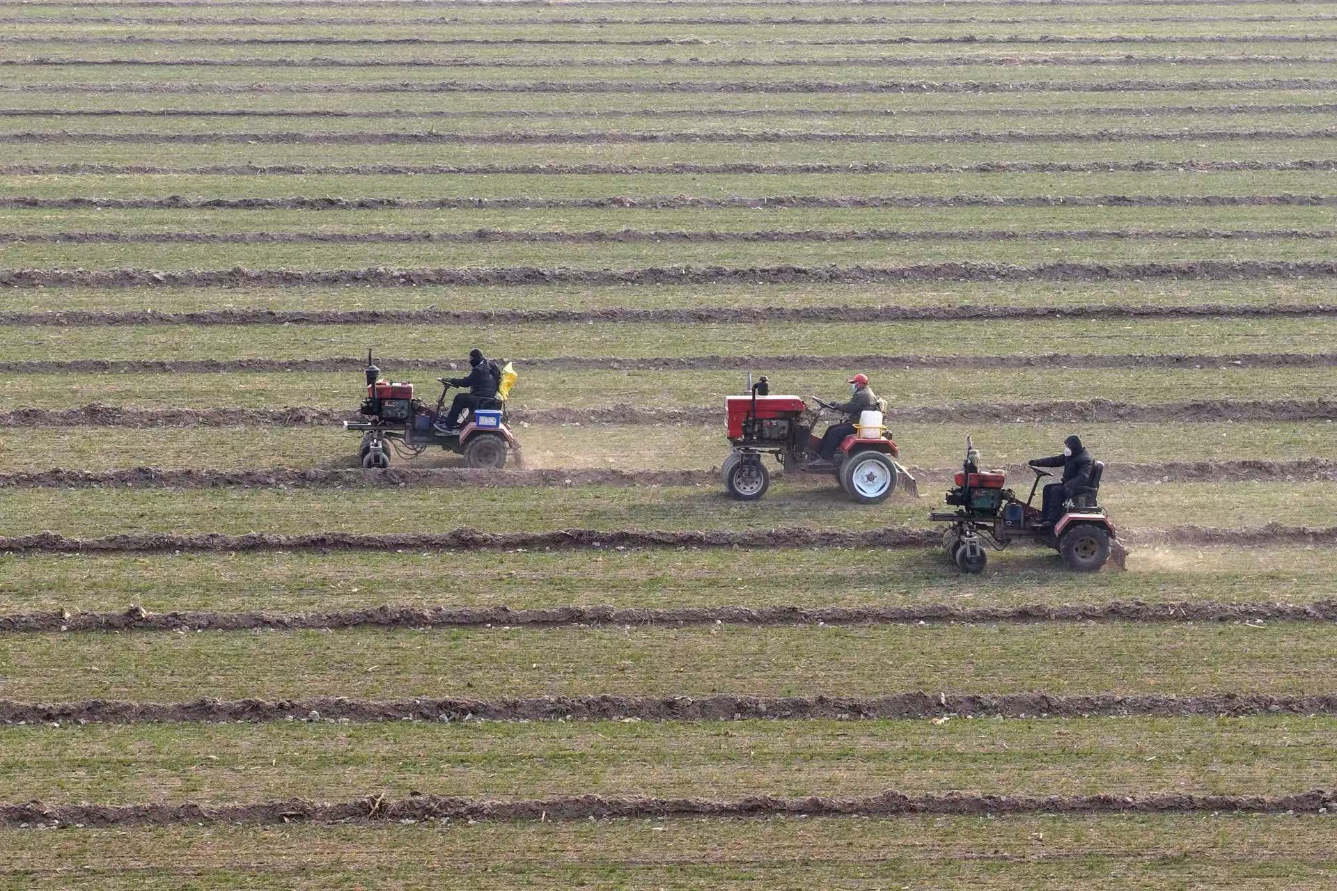 12月11日，在山東省聊城市茌平區(qū)杜郎口鎮(zhèn)袁莊新村，農(nóng)機(jī)手駕駛農(nóng)機(jī)進(jìn)行麥田鎮(zhèn)壓作業(yè)，提高小麥保暖防凍能力。馬紅坤攝