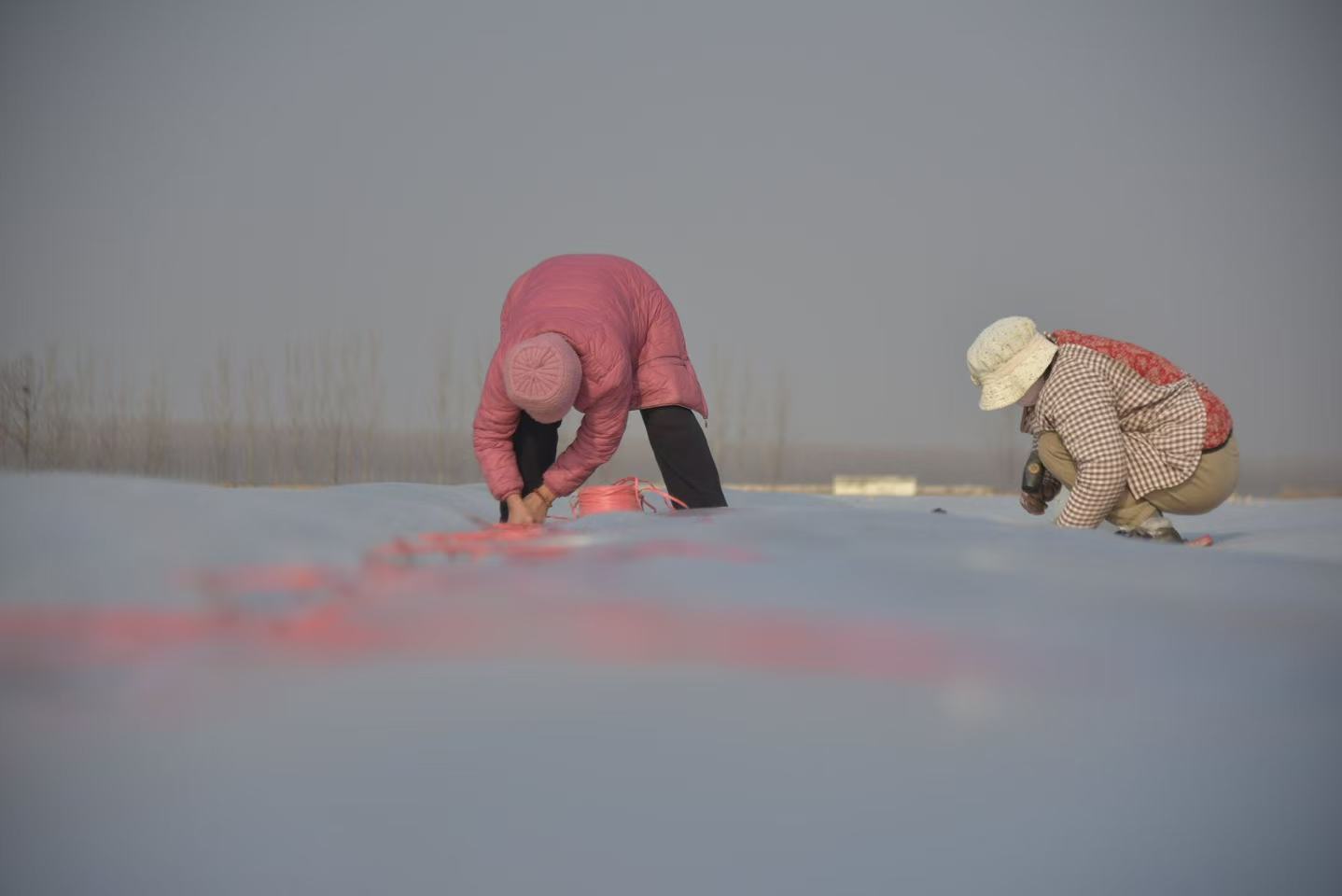 12月10日，在山東省聊城市茌平區(qū)賈寨鎮(zhèn)苗莊村田間，村民在給種植的大蒜覆蓋防寒薄膜。趙玉國攝