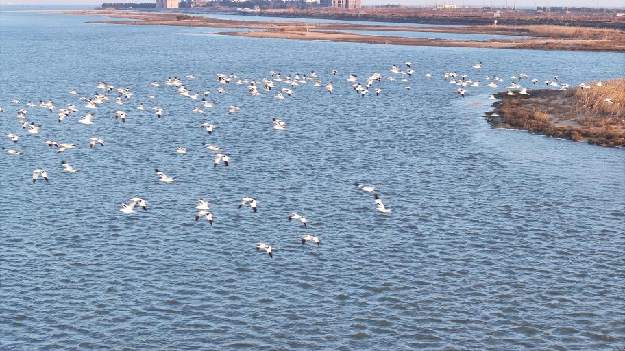 澄澈河面漾著細(xì)波，鳥兒自由嬉戲。丁敏航 攝