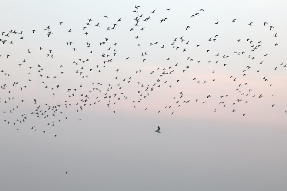 天空中鳥兒的身影密密麻麻鋪滿半邊天。宋年升 攝