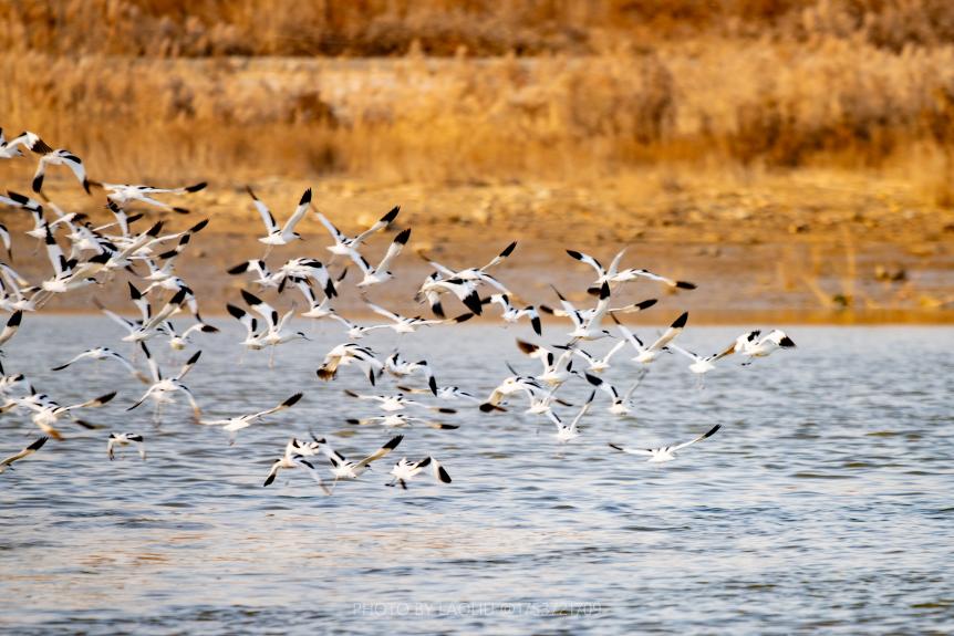 暖光裹著黃葦叢，群鳥飛過，黑白翅膀似是拍碎了水面金光。劉晶 攝