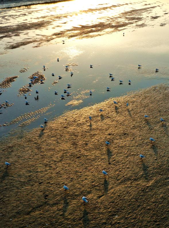 夕陽把灘涂浸成暖金色，水鳥散在淺波和軟泥上，影子拖得長(zhǎng)長(zhǎng)的。安佰明 攝