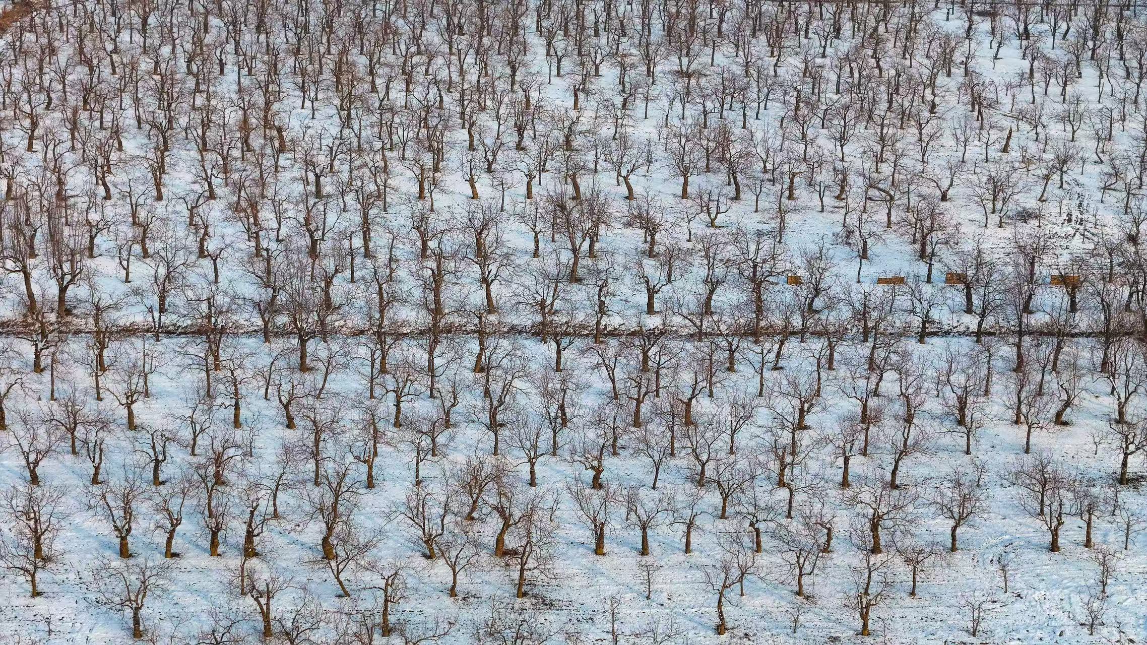 攝影愛好者在山東省樂陵市千年棗樹森林公園拍攝雪景