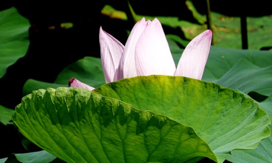 “荷”你相約！明湖賞荷正當(dāng)時(shí)