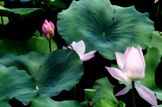 “荷”你相約！明湖賞荷正當(dāng)時(shí)