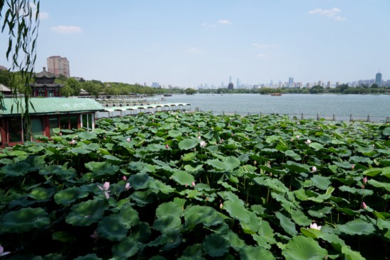 “荷”你相約！明湖賞荷正當(dāng)時(shí)