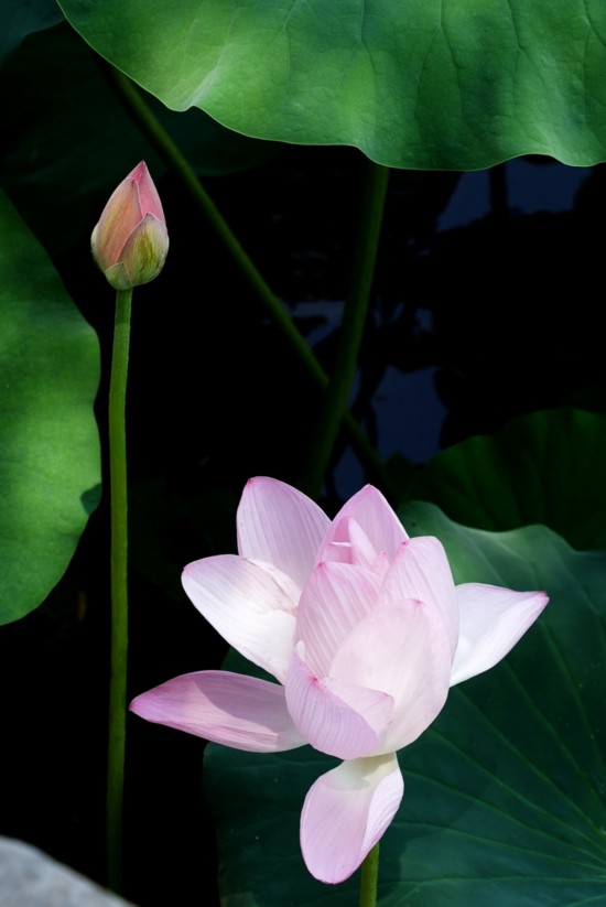 “荷”你相約！明湖賞荷正當(dāng)時(shí)