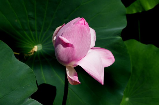 “荷”你相約！明湖賞荷正當(dāng)時(shí)