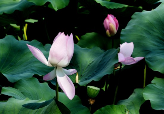 “荷”你相約！明湖賞荷正當(dāng)時(shí)