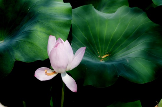 “荷”你相約！明湖賞荷正當(dāng)時(shí)