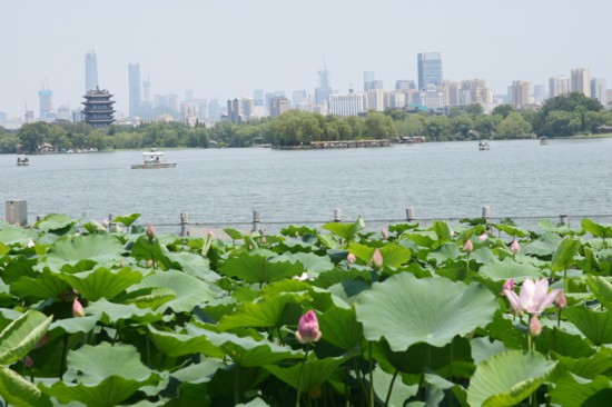 “荷”你相約！明湖賞荷正當(dāng)時(shí)