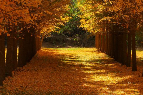 黃河岸邊的千畝銀杏林已進(jìn)入最佳觀賞期。