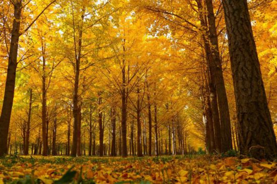 黃河岸邊的千畝銀杏林已進(jìn)入最佳觀賞期。