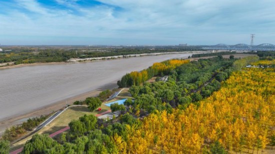 　銀杏林在防洪固堤、防風(fēng)固沙、涵養(yǎng)水源等方面發(fā)揮著重要作用。