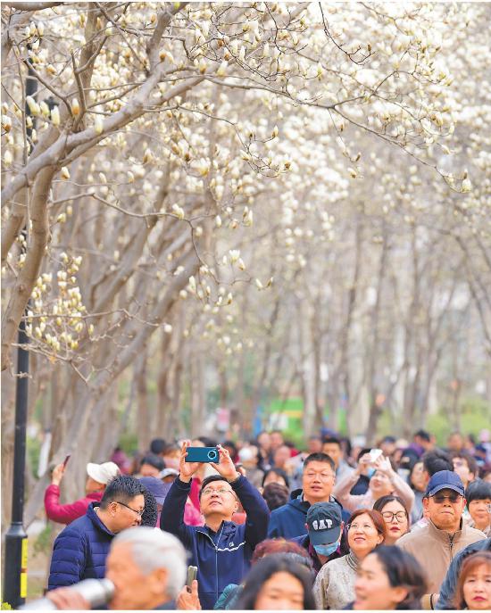 近日，濟(jì)南百花公園內(nèi)玉蘭花盛開(kāi)，吸引市民和游客前來(lái)賞花。