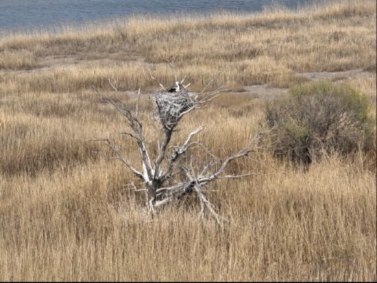 東方白鸛在灌木叢繁殖。周英鋒 攝