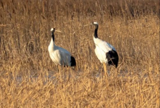 東營(yíng)黃河入?？?，翩翩起舞的丹頂鶴。